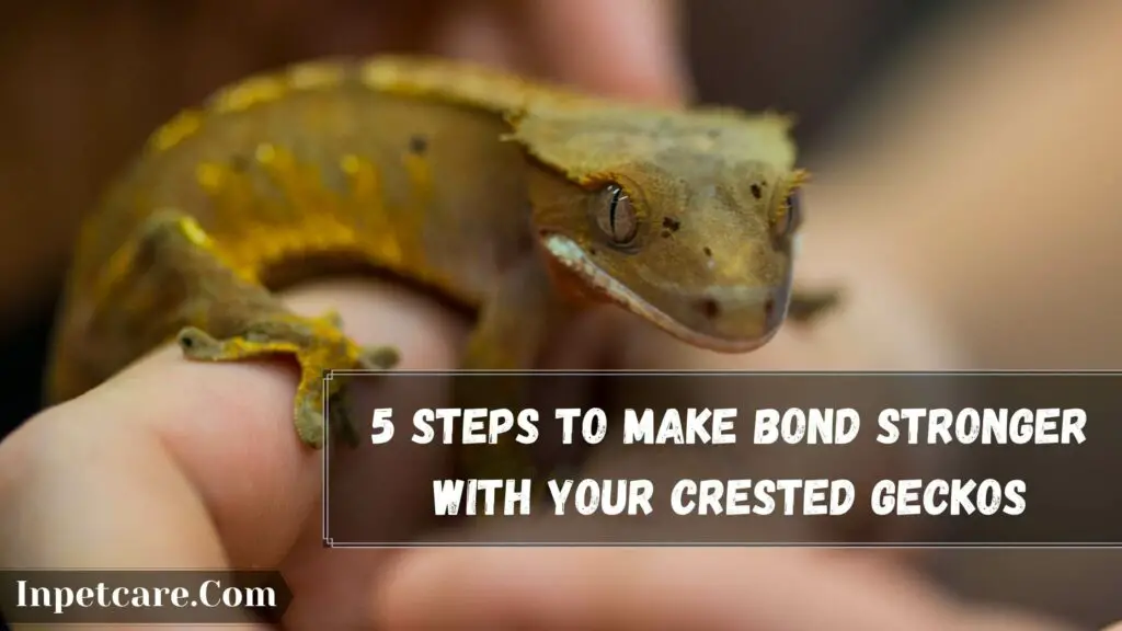 5 steps to make bond stronger with your crested geckos