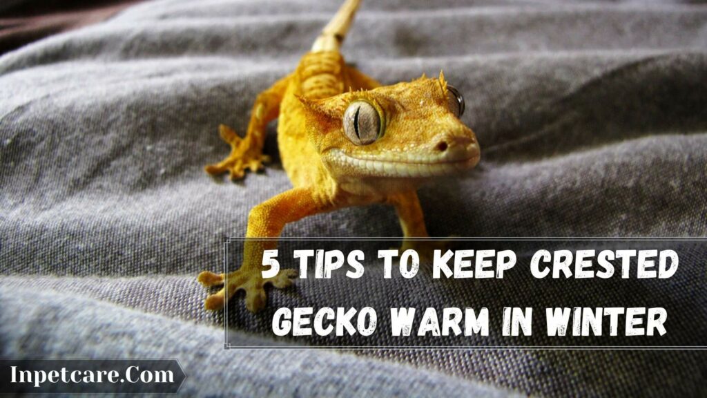 5 tips to keep crested gecko warm in winter