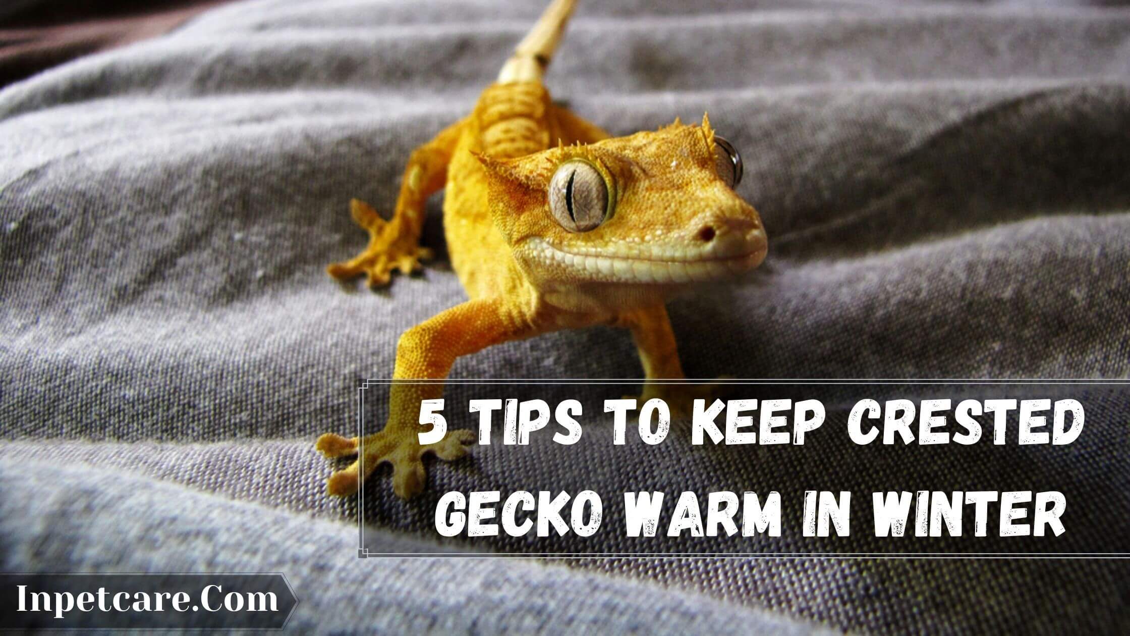 3 Things To Consider To Keep Crested Gecko Warm In Winter