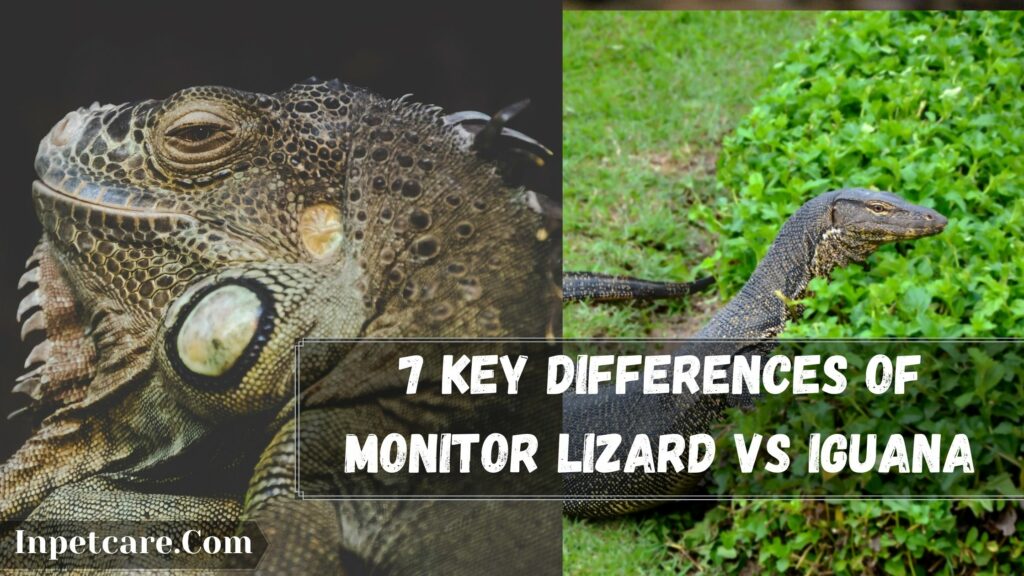 7 key differences of monitor lizard vs iguana