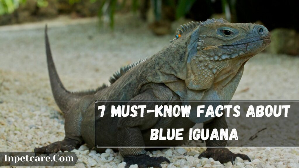 7 must-know facts about blue iguana