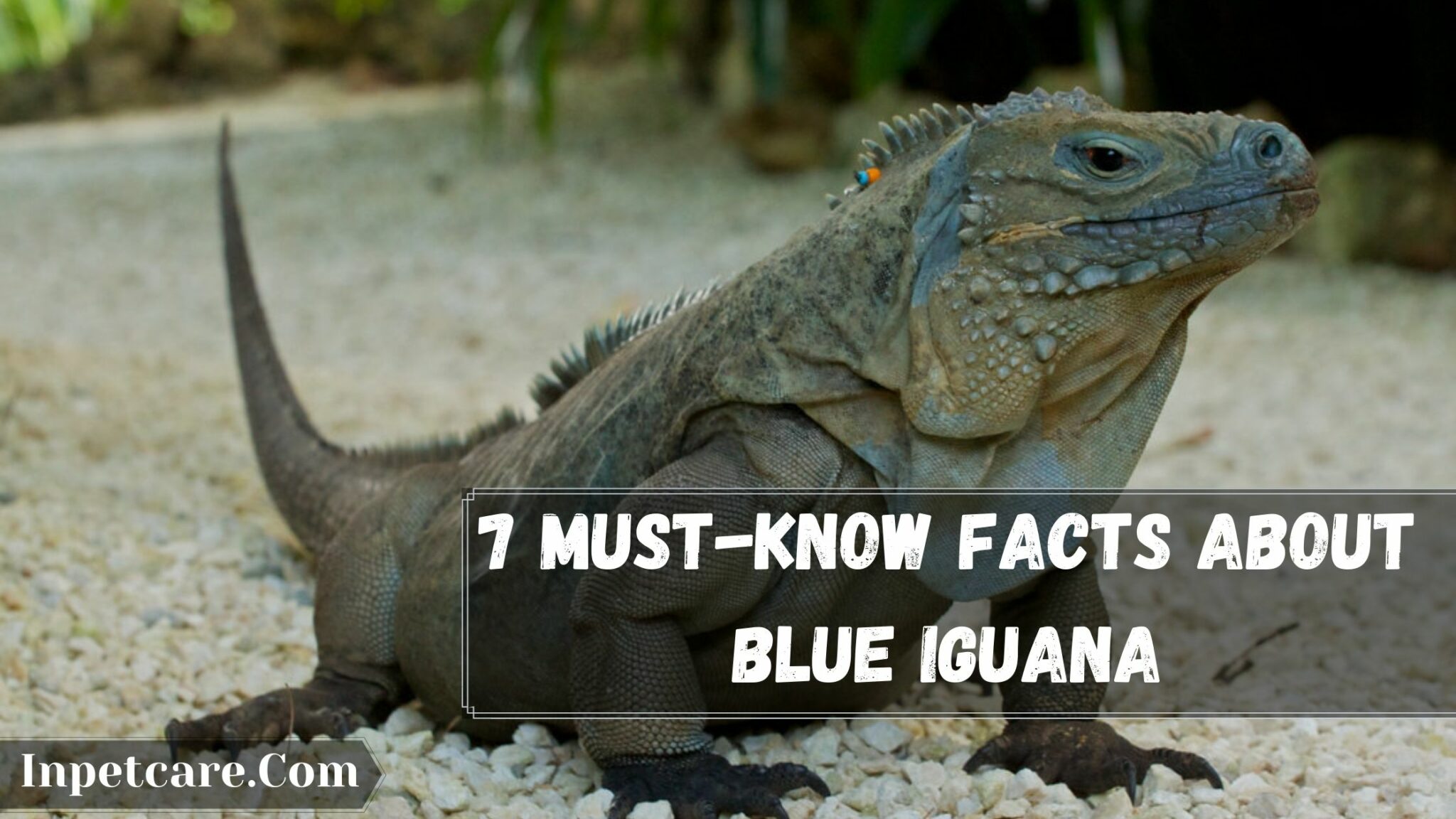 How To Take Care Of A Blue Iguana? 5 Proven Ways