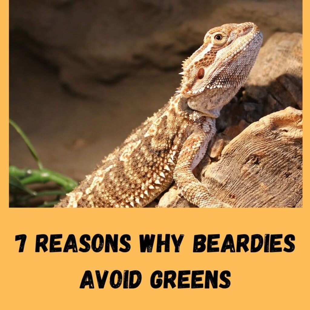 7 reasons why beardies avoid greens