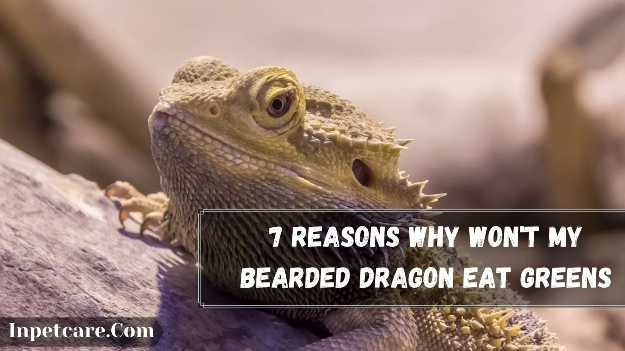 7 Reasons Why Won't My Bearded Dragon Eat Greens