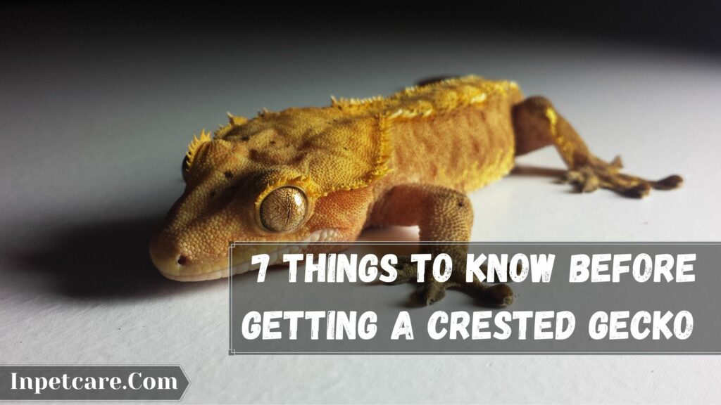 7 things to know before getting a crested gecko