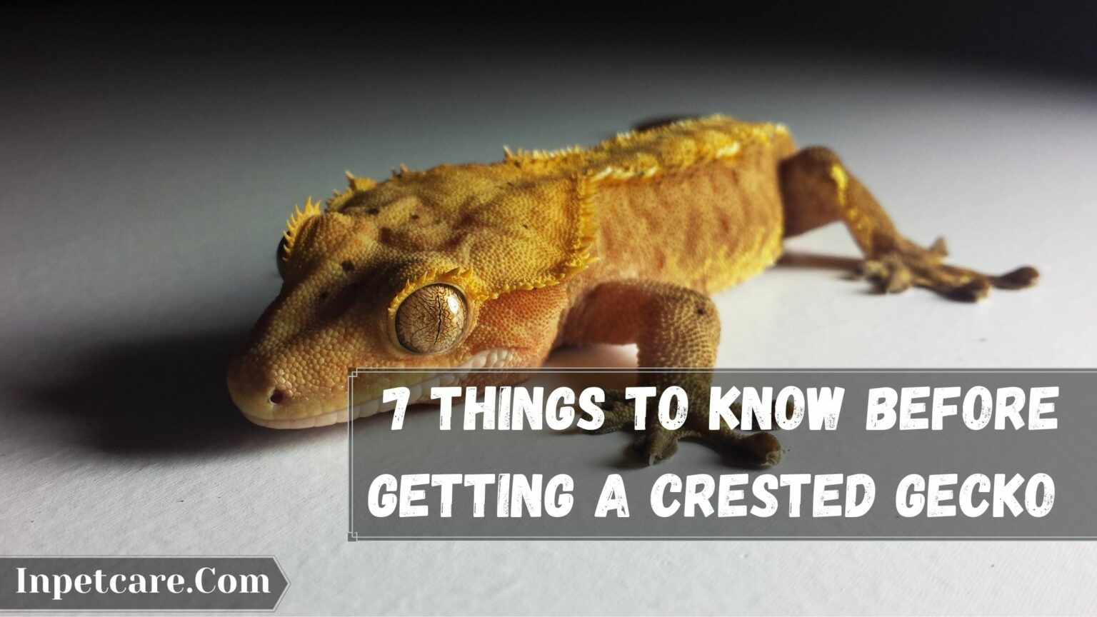 7 Essential Things To Know Before Getting A Crested Gecko