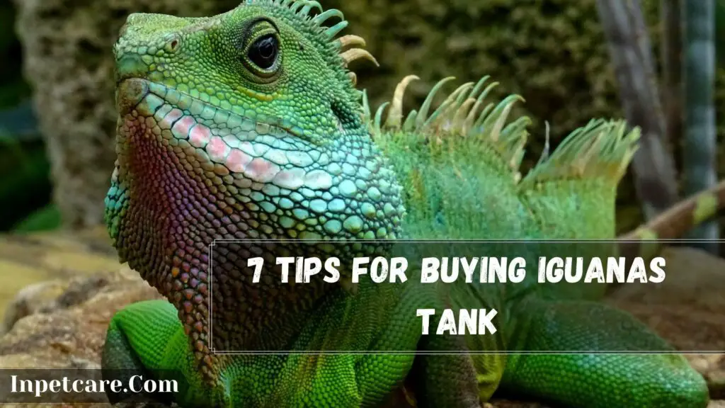 7 tips for buying iguanas tank