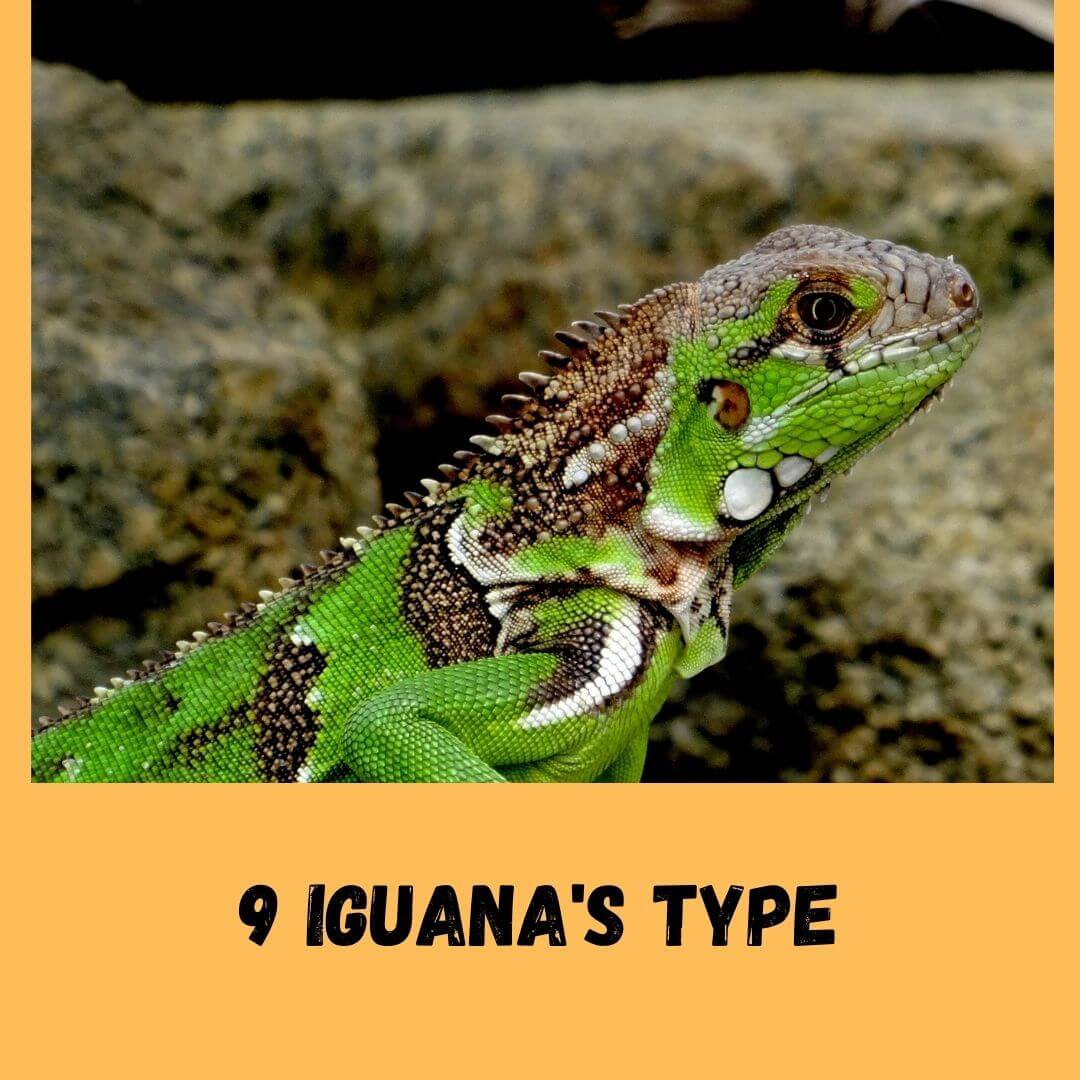 9 Best Type Of Iguana For A Pet