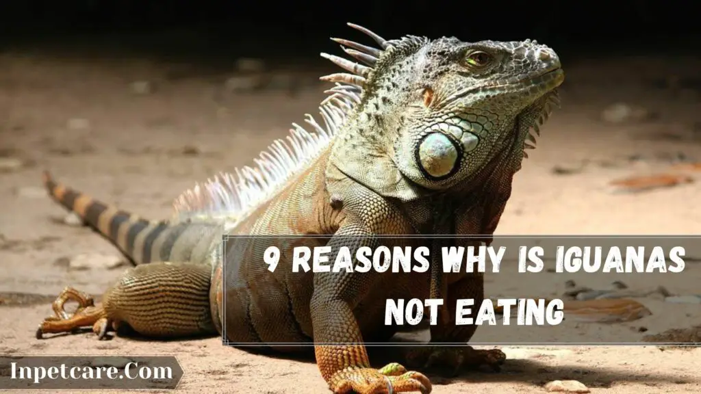 9 reasons why is iguanas not eating