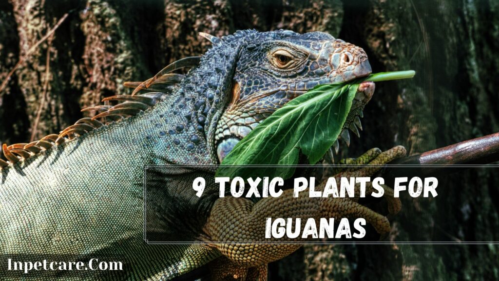 9 toxic plants for iguanas