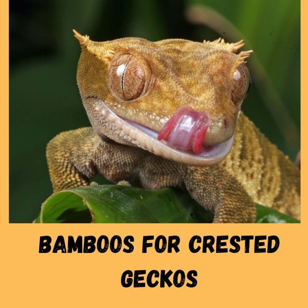 BambooS for Crested Geckos