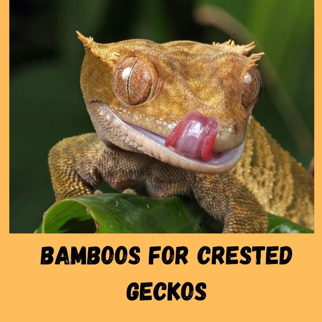 Is Bamboo Safe For Crested Geckos?