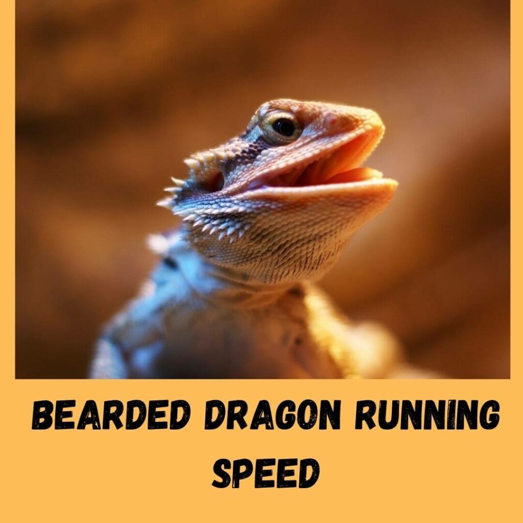 Bearded Dragon Running Speed