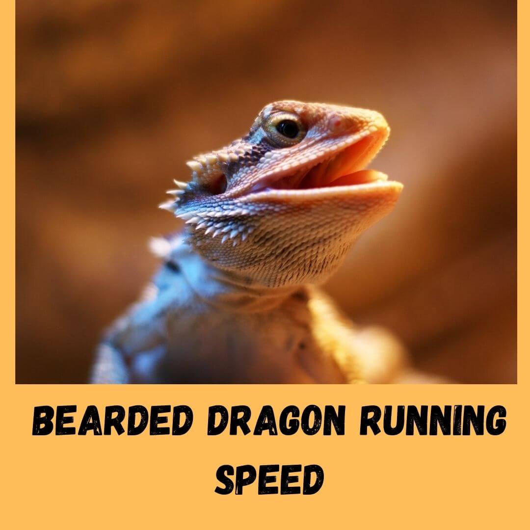 How Fast Can a Bearded Dragon Run?