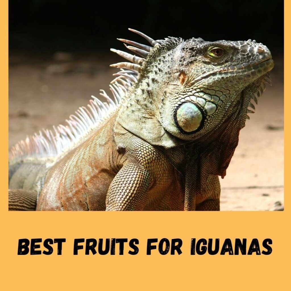 Best Fruits For Iguanas