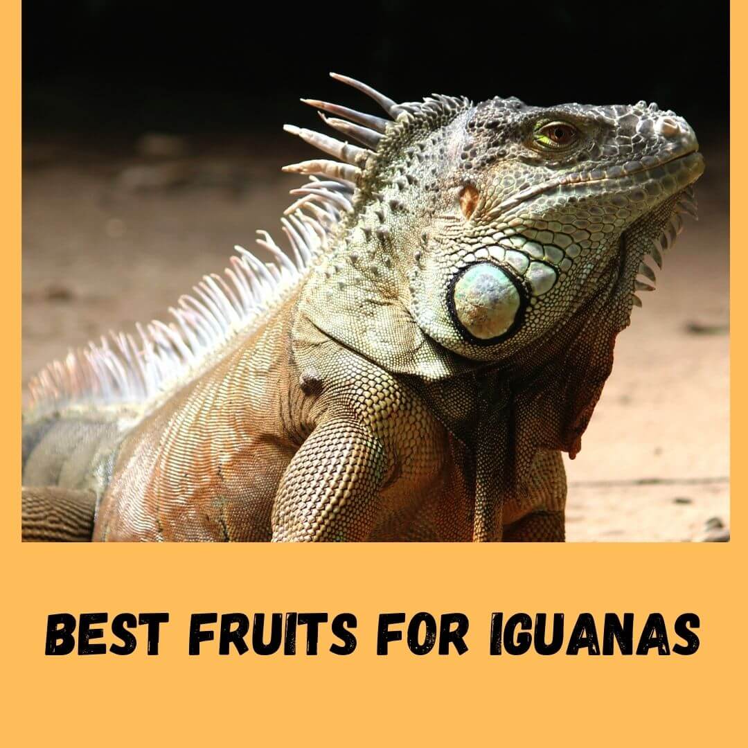 What Fruits Can Iguanas Eat? 2022 Updated List