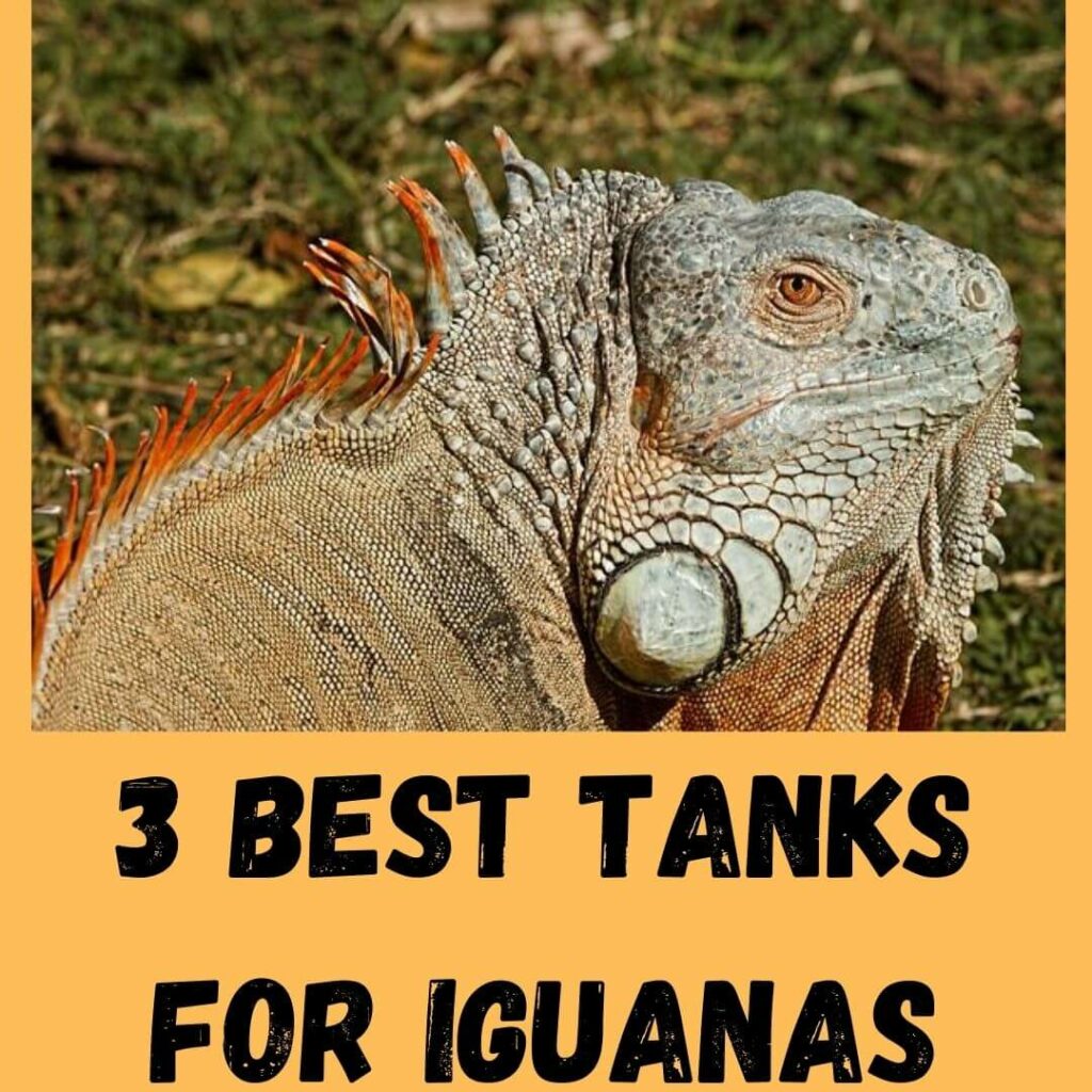Best Tanks For Iguanas