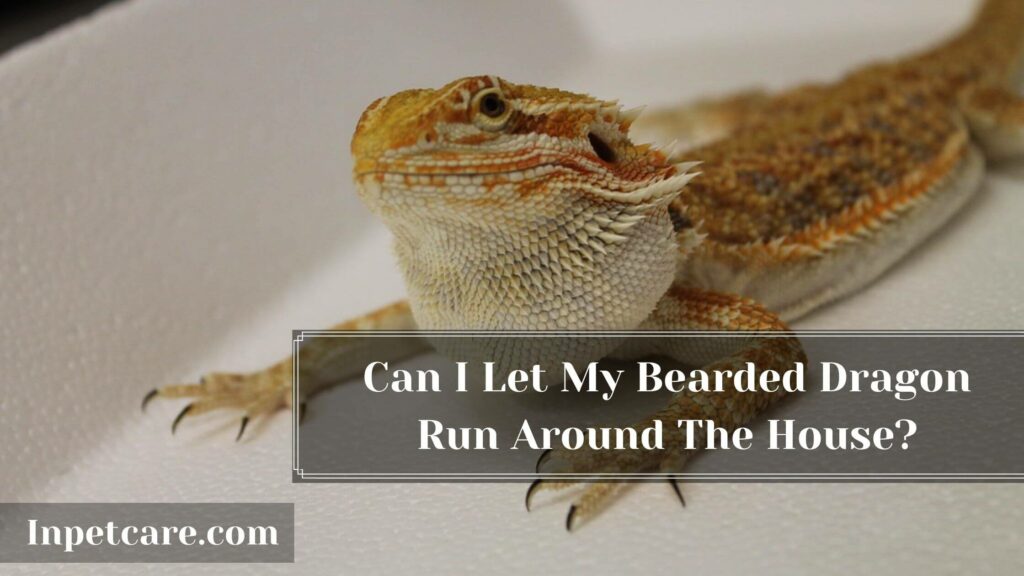 How Fast Can a Bearded Dragon Run?
