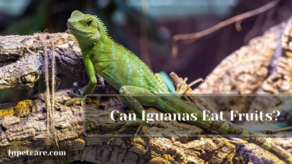 What Fruits Can Iguanas Eat? 2022 Updated List