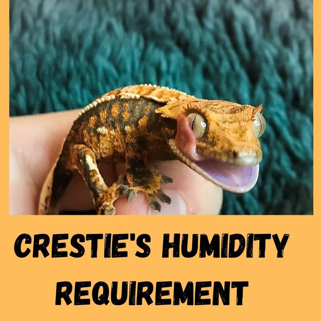 Crestie's Humidity requirement