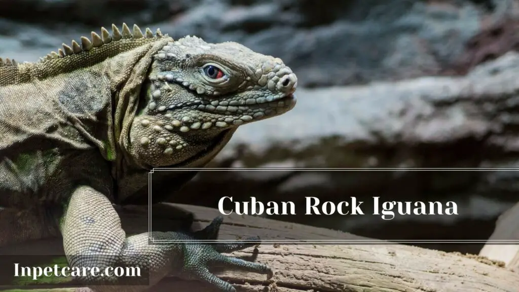 Type Of Iguana For A Pet