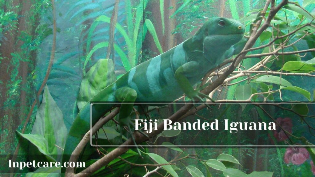 Type Of Iguana For A Pet