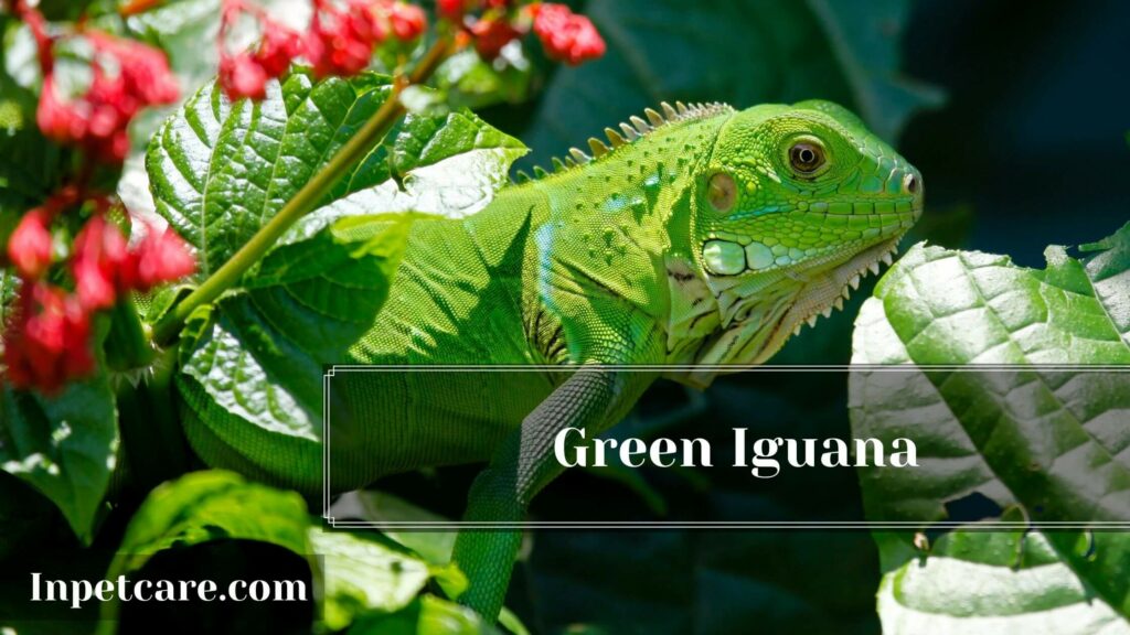 9 Best Type Of Iguana For A Pet