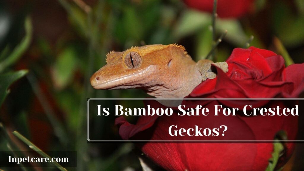 Is Bamboo Safe For Crested Geckos?