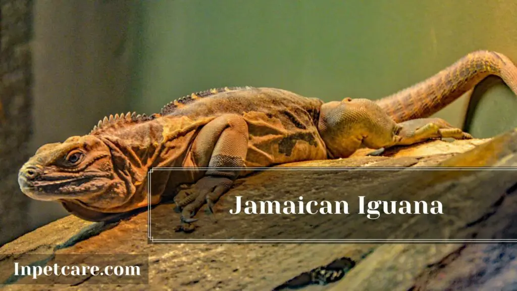 Type Of Iguana For A Pet
