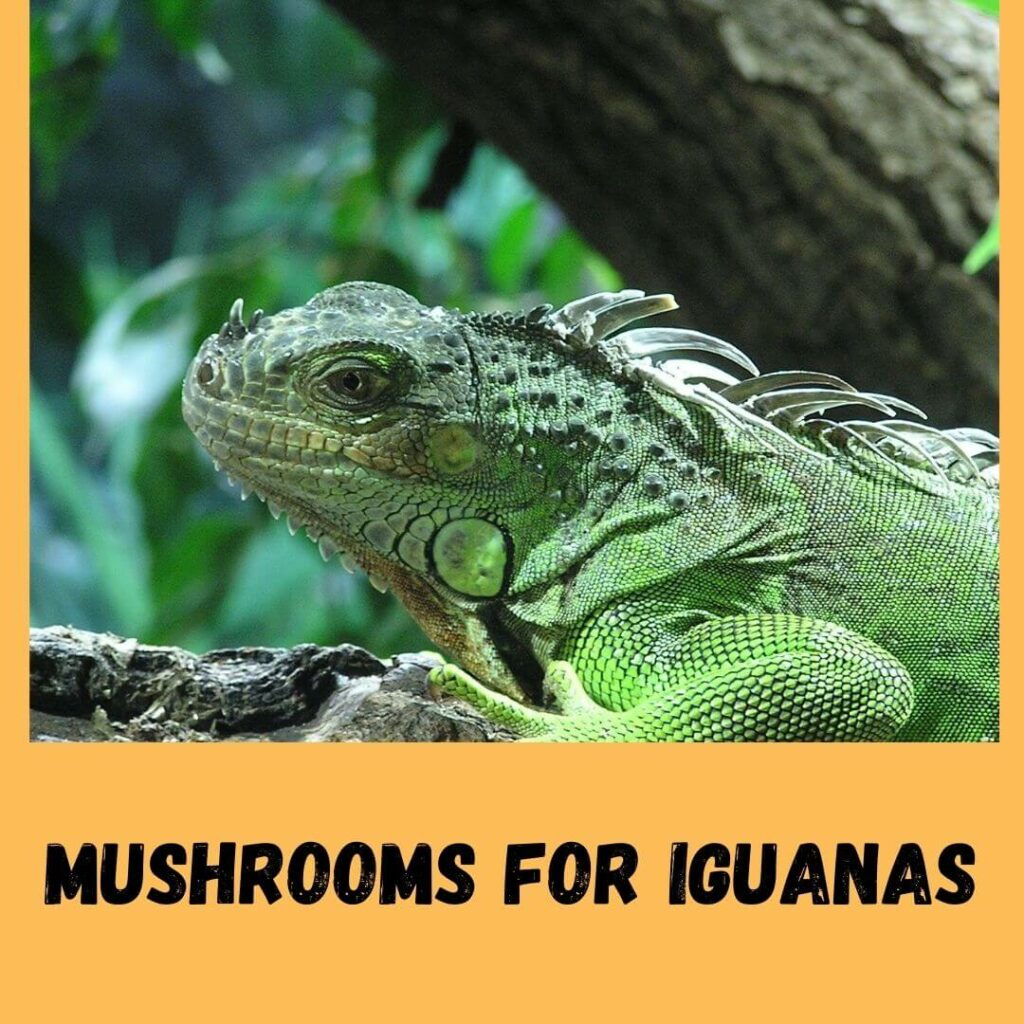 Mushrooms For iguanas