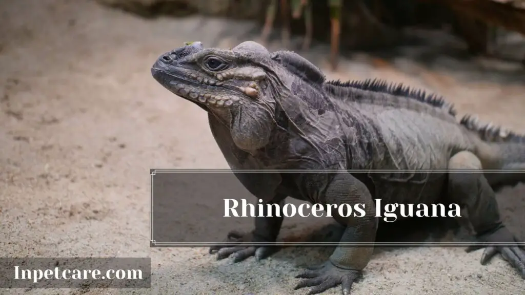 9 Best Type Of Iguana For A Pet