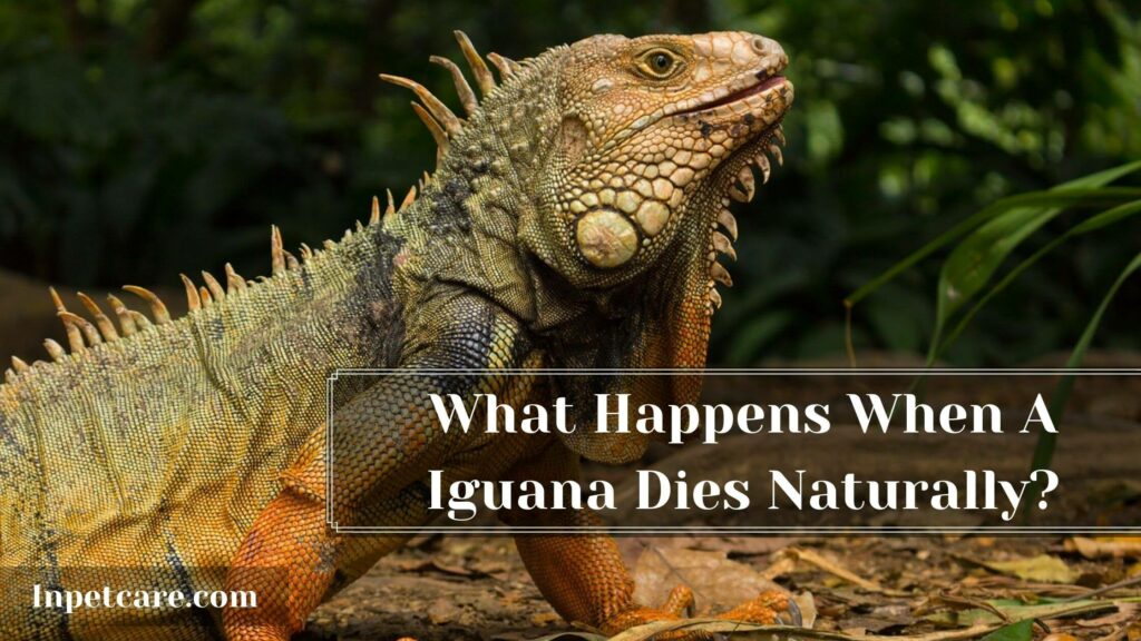 5 Humane Ways To Dispose Of Dead Iguana