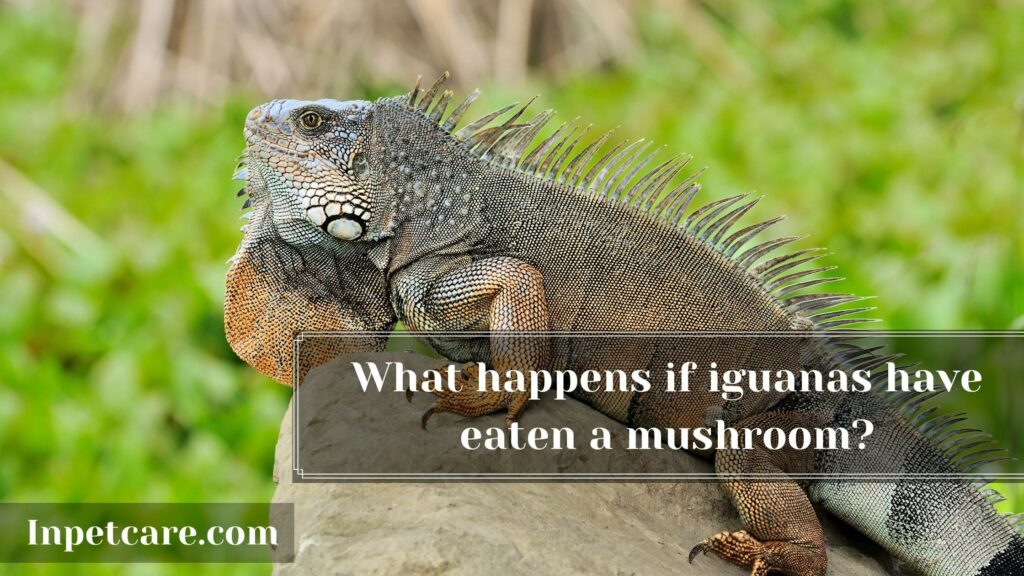 Can Iguanas Eat Mushrooms? 5 Risks involved