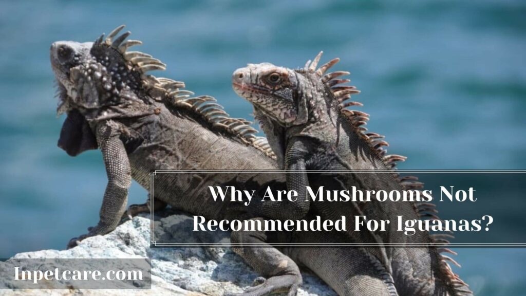 Can iguanas Eat Mushrooms, Why are mushrooms not recommended for iguanas