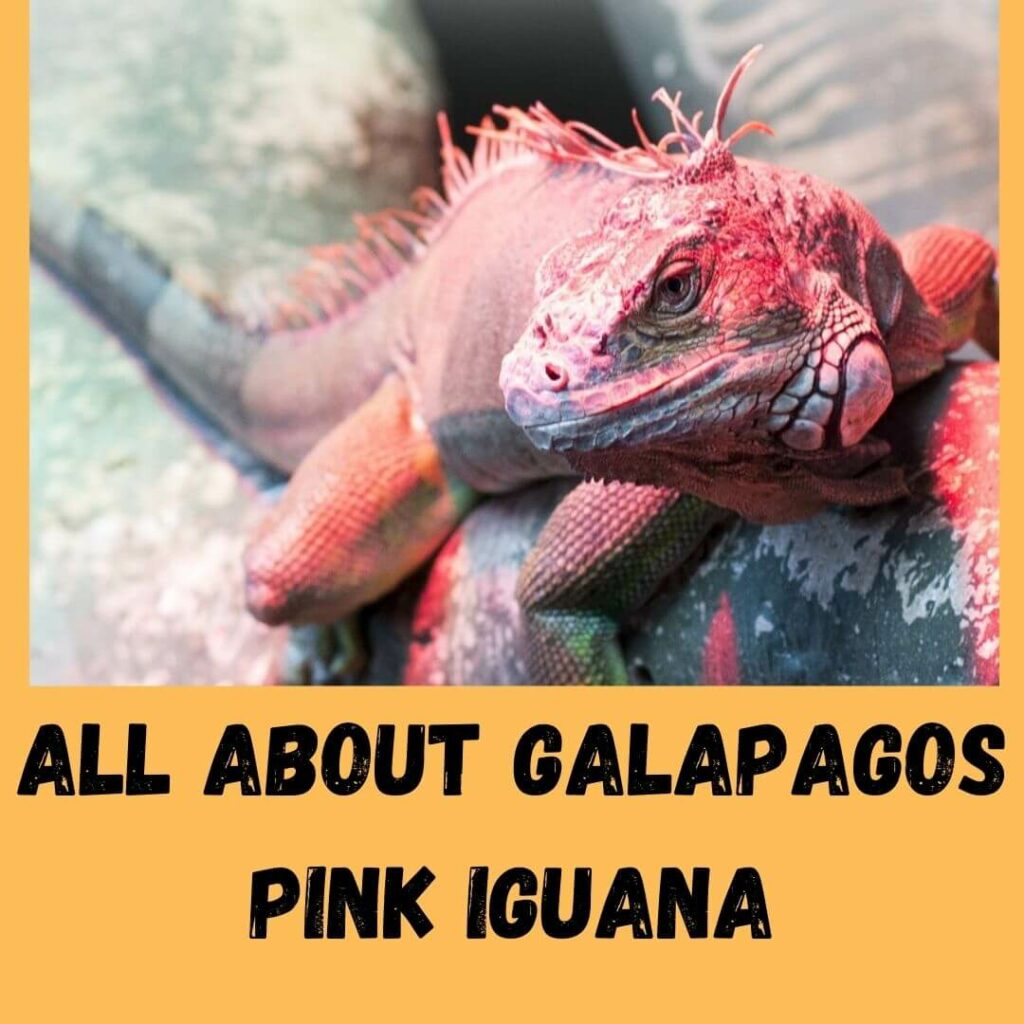 all about galapagos pink iguana