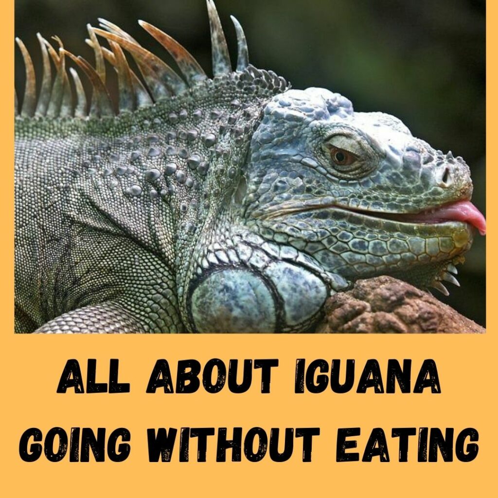 all about iguana going without eating