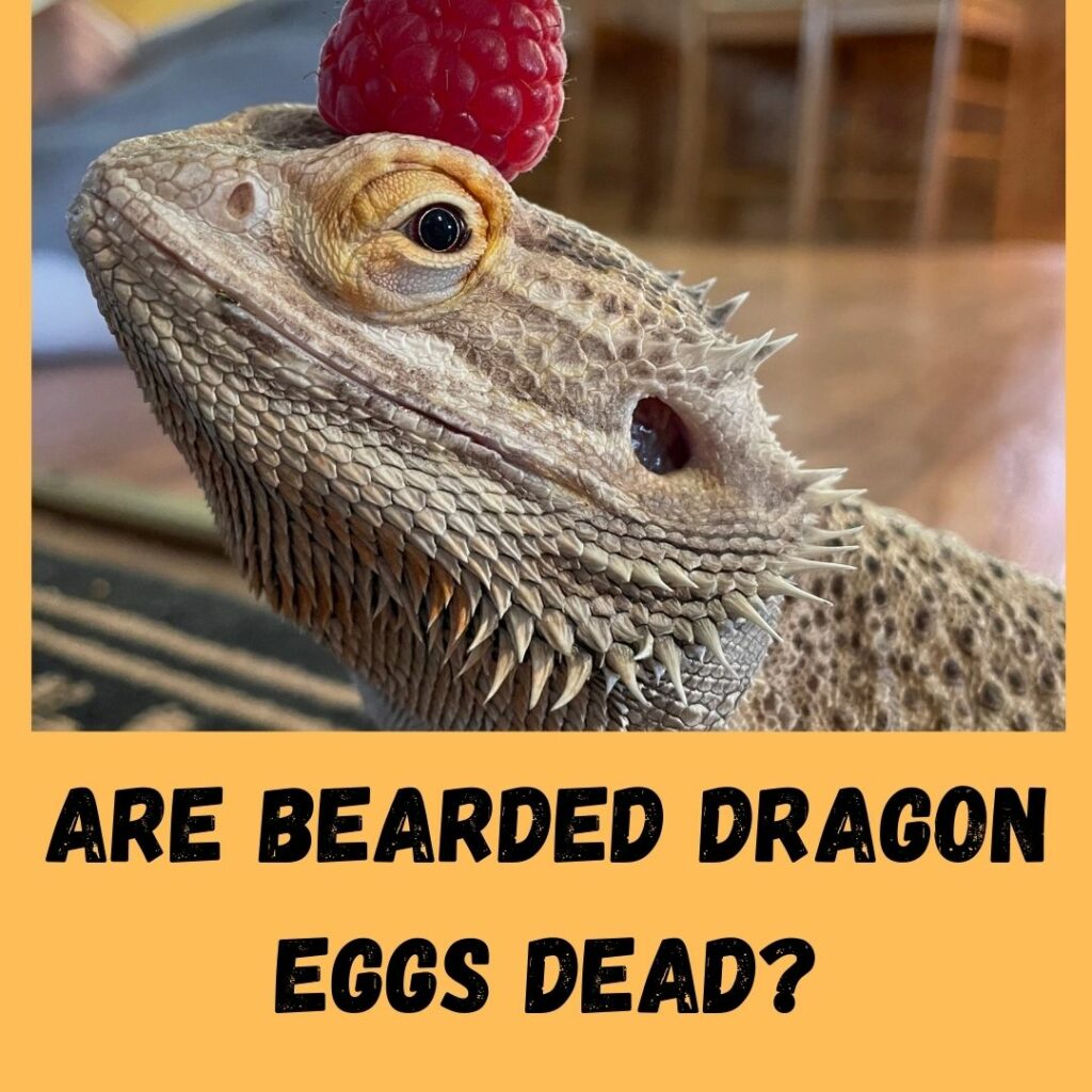 are bearded dragon eggs dead
