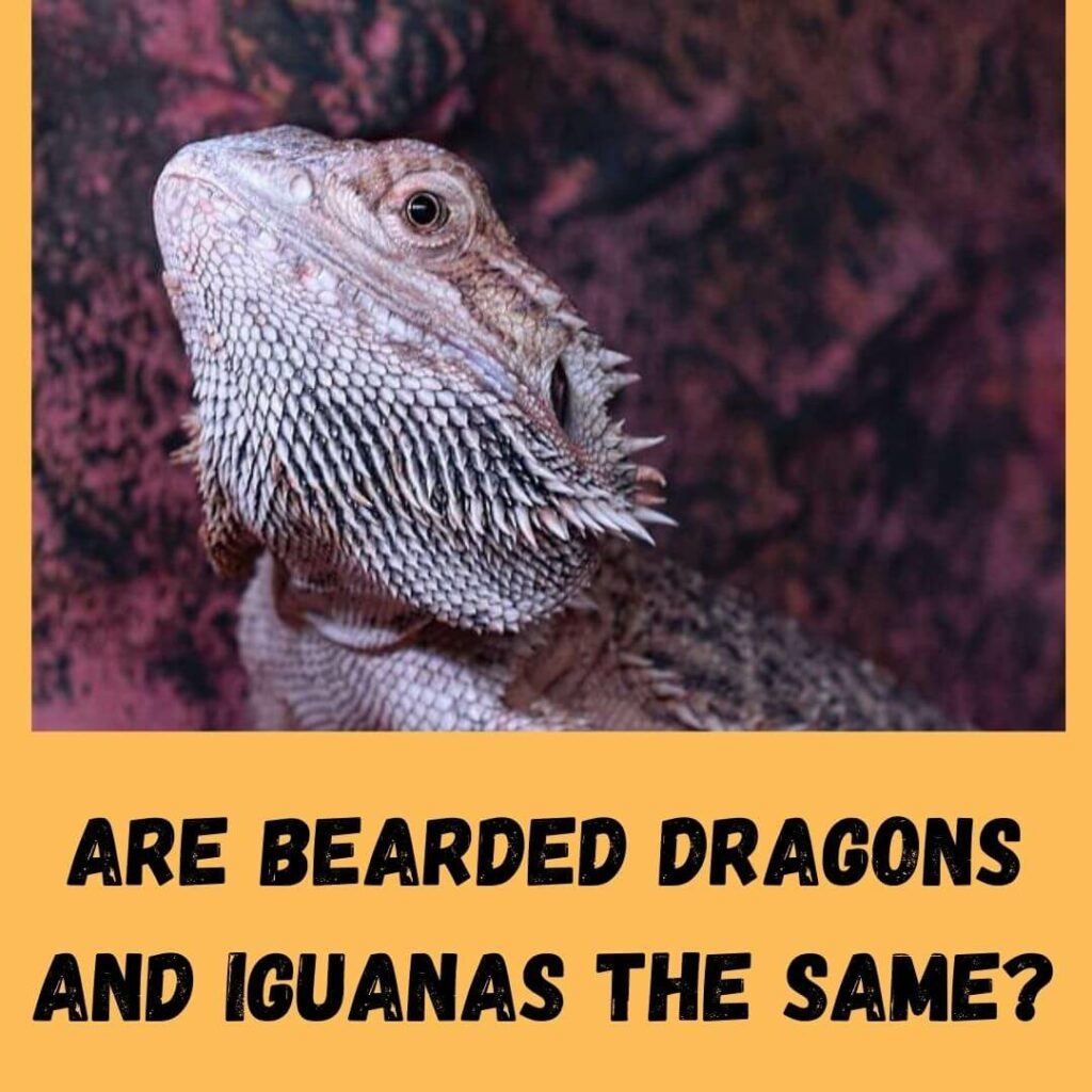 are bearded dragons and iguanas the same