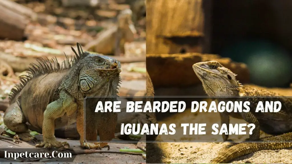 are bearded dragons and iguanas the same