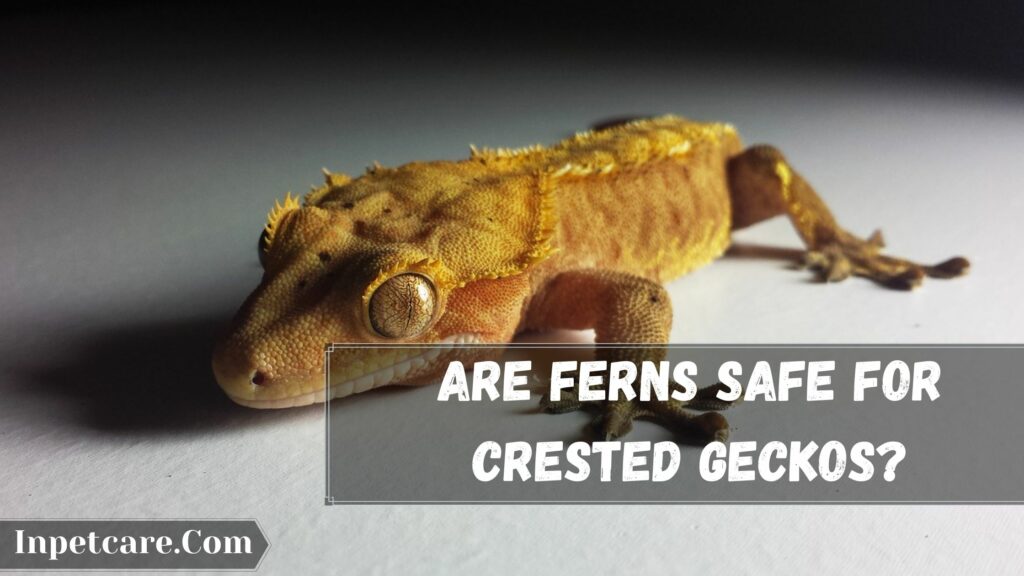 are ferns safe for crested geckos