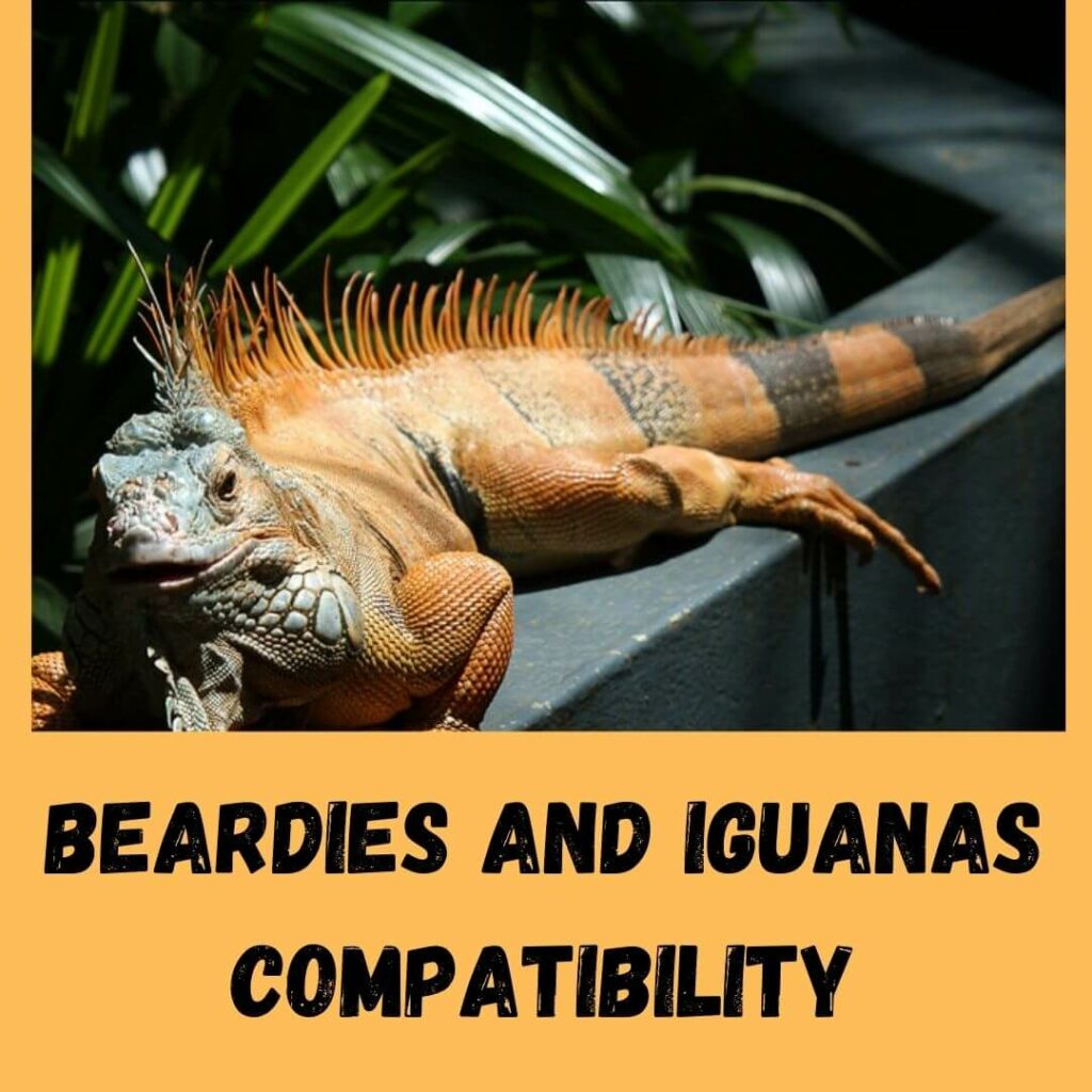 beardies and iguanas compatibility