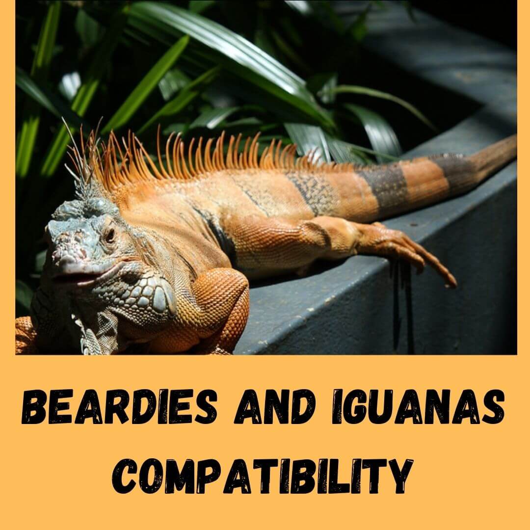 Can Bearded Dragons And Iguanas Live Together?