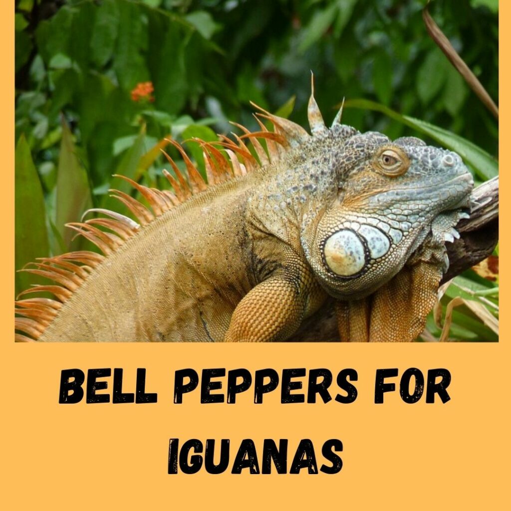 bell peppers for iguanas
