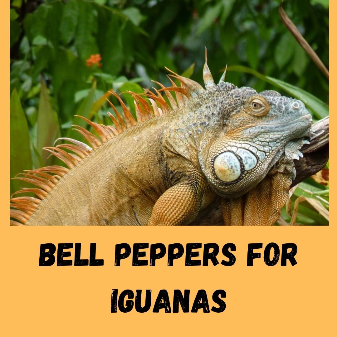 Can Iguanas Eat Bell Peppers? 5 Health Benefits