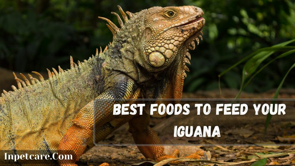 best foods to feed your iguana