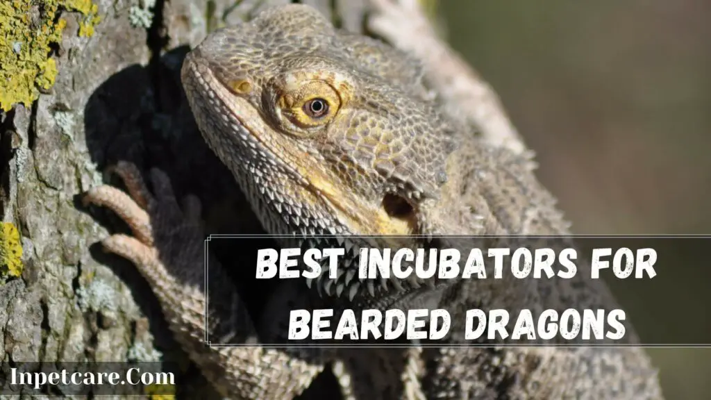 best incubators for bearded dragons