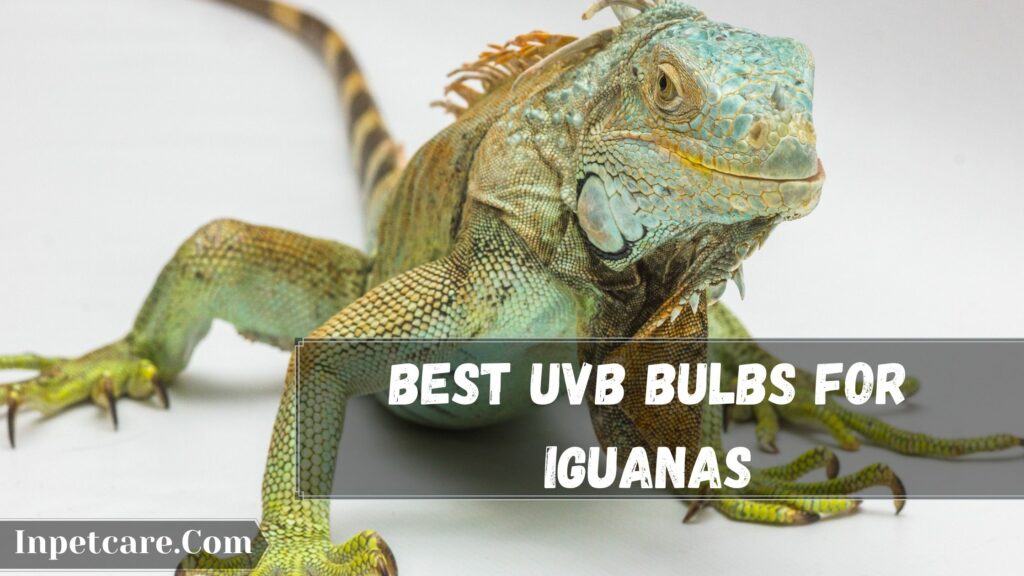 best uvb bulbs for iguanas
