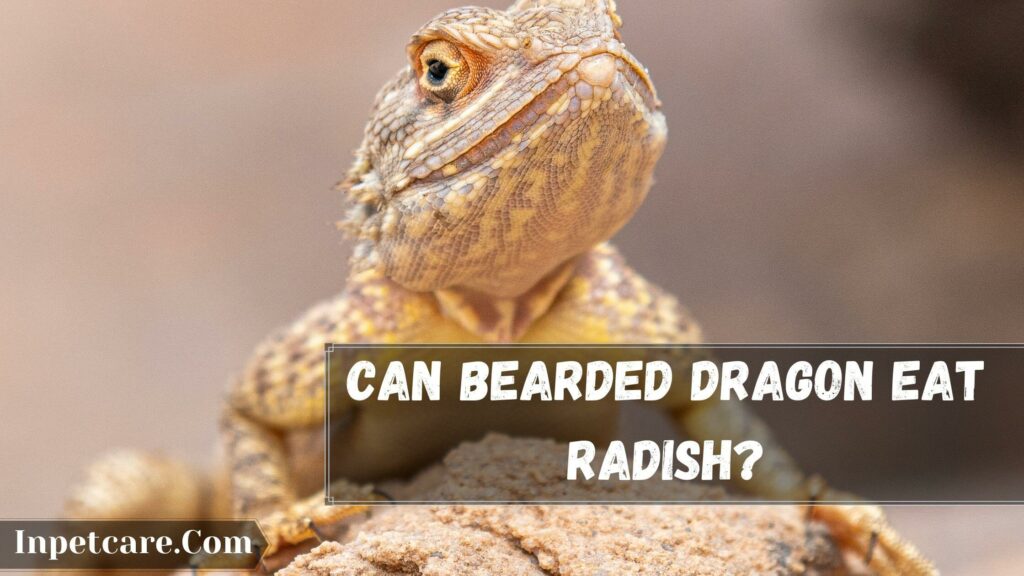 can bearded dragon eat radish