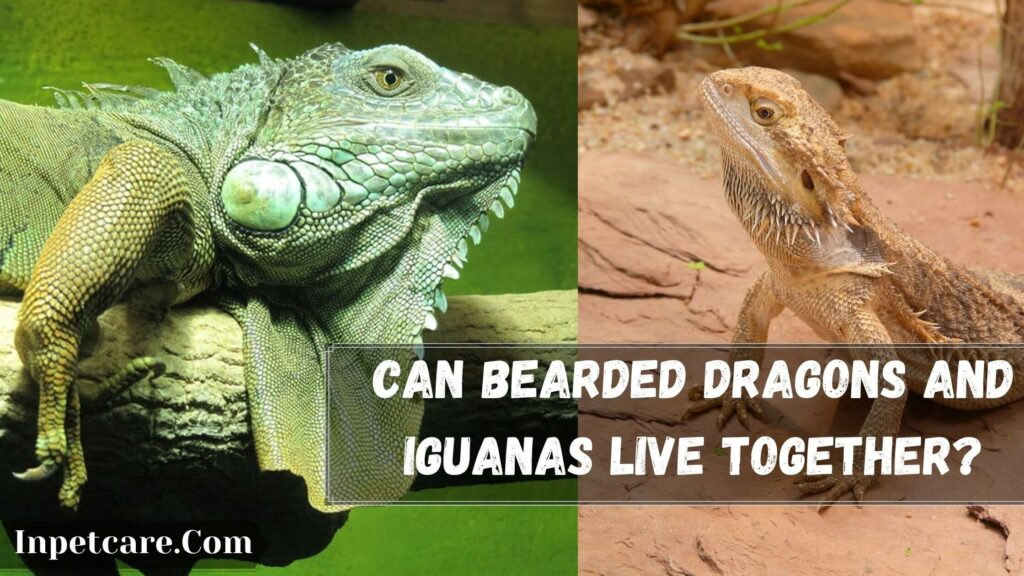 can bearded dragons and iguanas live together