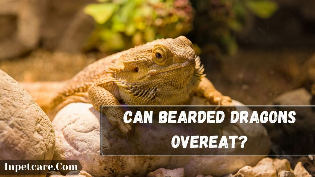 Why Is My Bearded Dragon Fat, can bearded dragons overeat